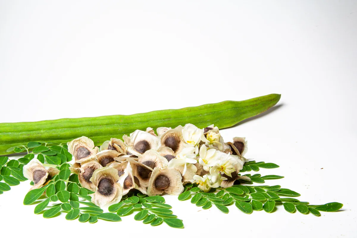 Moringa leaves, pods, and seeds arranged as a product image